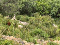 -白草畔自然风景区