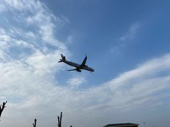 -空港花田景区