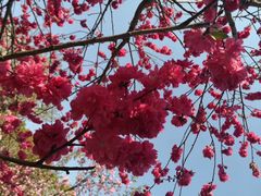 -南汇桃花村