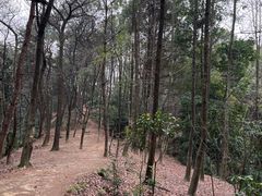 -南山植物园