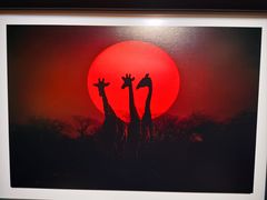 -罗红摄影艺术馆