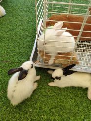 -萌宠亲子动物乐园(槐房万达店)