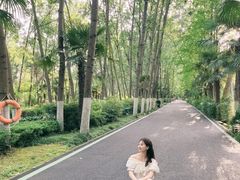 -合肥滨湖国家森林公园