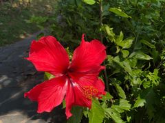 -深圳国际园林花卉博览园