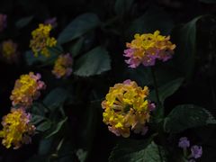 -杭州植物园
