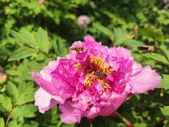 -广西壮族自治区药用植物园
