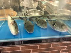 -红叶日料·放题·海胆·定食(星海店)