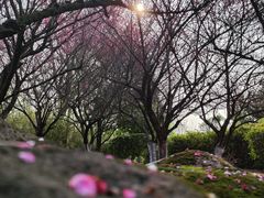 -南京市江宁方山