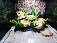 -石家庄海洋公园