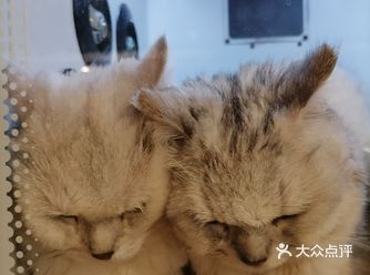 包子和馒头是今天第一次来店里洗香香 他们两个是一对父