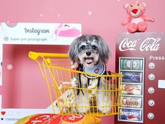 -超宠爱宠物摄影-Super pet