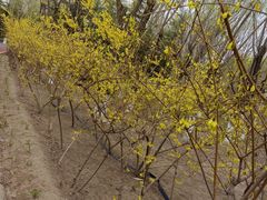 -大兴滨河森林公园