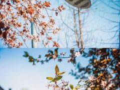 -四川大学(华西校区)