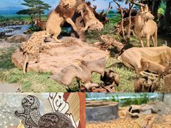 -国家自然博物馆