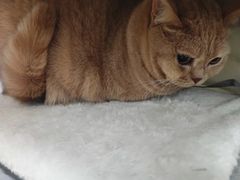 -瑞鹏宠物医院·爱宠堂·骨外专科(西荷分院)