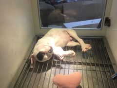 -1013 PET SHOP 宠物商店(近铁城市广场店)