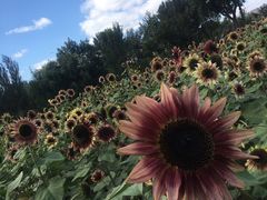 -长白岛森林公园