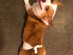 -百好乐宠物友好餐厅(朝外大街店)