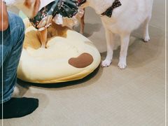 -逗柴咖啡屋·狗咖猫咖宠物桌游