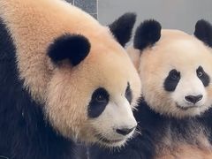 -都江堰中华大熊猫苑