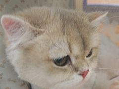 -北京观赏动物医院·24小时大型综合·猫专科·异宠专科