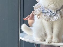 -怪兽屋·羊驼·猫咖·狗咖(俊华广场店)