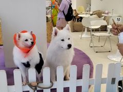 -怪兽屋·羊驼·猫咖·狗咖(俊华广场店)