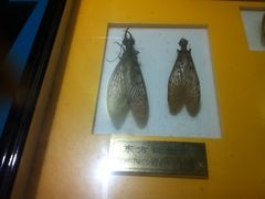 -上海昆虫博物馆