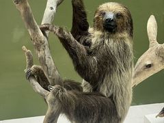 -国家自然博物馆