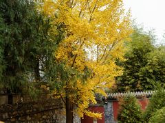 -潭柘寺景区