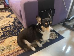 -派多格宠物·购宠(靛厂路店)