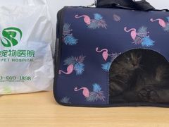 -瑞派动物医院·猫专科·至诚(江南中分院)