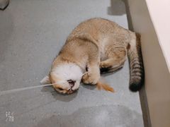 -飞行喵MR PILOT|猫舍·猫咖(静安大融城店)