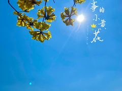 -天适樱花悠乐园