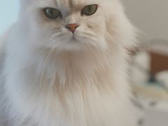 -纳吉亚猫专科动物诊疗中心(蒋宅口分院)