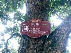 -张坝桂圆林公园