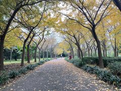 -上海共青森林公园