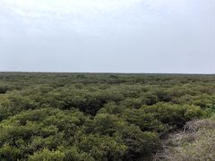 -北海金海湾红树林生态旅游区