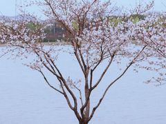 -羊山湖公园