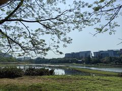 -华侨城湿地公园