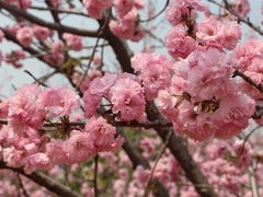 -天适樱花悠乐园