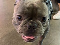 -百好乐宠物友好餐厅(朝外大街店)