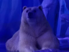 -上海海昌海洋公园-冰山北极馆