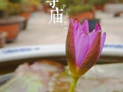 -龙华寺