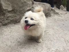 -狼牙山风景区