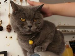 -海边的猫和咖啡馆