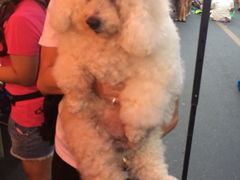 iphone_upload_pic-周日夜市