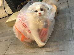 -瑞派·关忠动物医院(国瑞店)