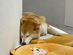 -柴务处·柴犬主题狗咖