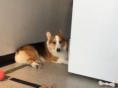 -汪说·狗咖(旺城大厦店)